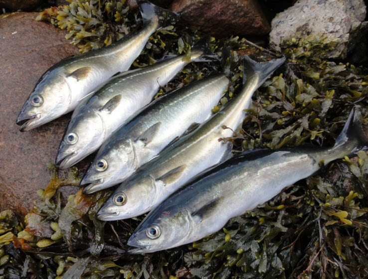 Pollachius virens_0295